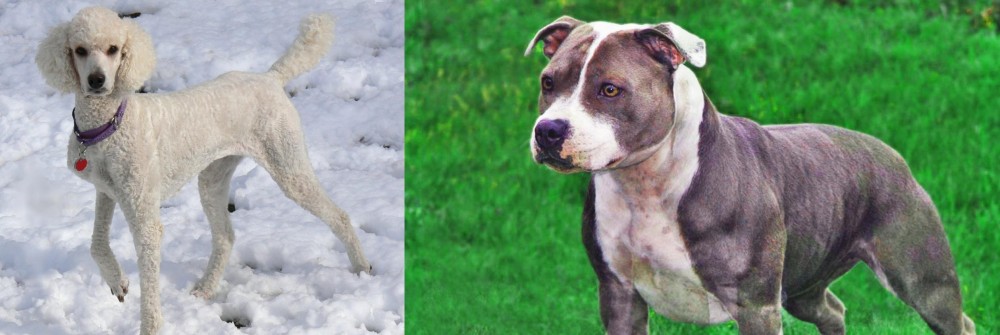 Irish Staffordshire Bull Terrier vs Poodle - Breed Comparison