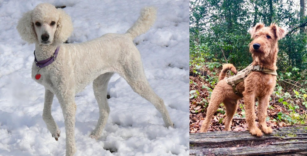 Irish Terrier vs Poodle - Breed Comparison