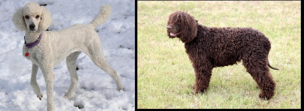 Irish Water Spaniel vs Poodle - Breed Comparison