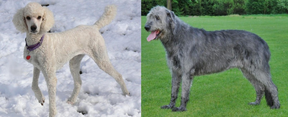 Irish Wolfhound vs Poodle - Breed Comparison