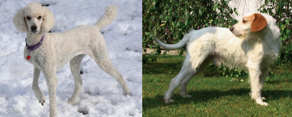 Istarski Ostrodlaki Gonic vs Poodle - Breed Comparison