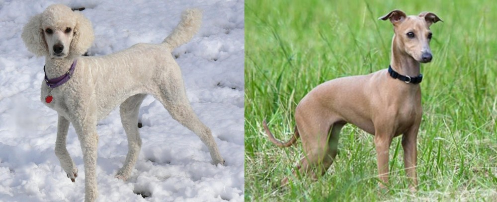 Italian Greyhound vs Poodle - Breed Comparison