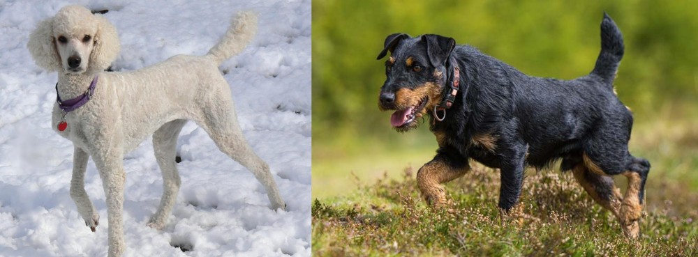 Jagdterrier vs Poodle - Breed Comparison