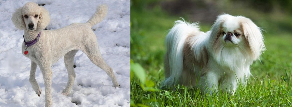 Japanese Chin vs Poodle - Breed Comparison