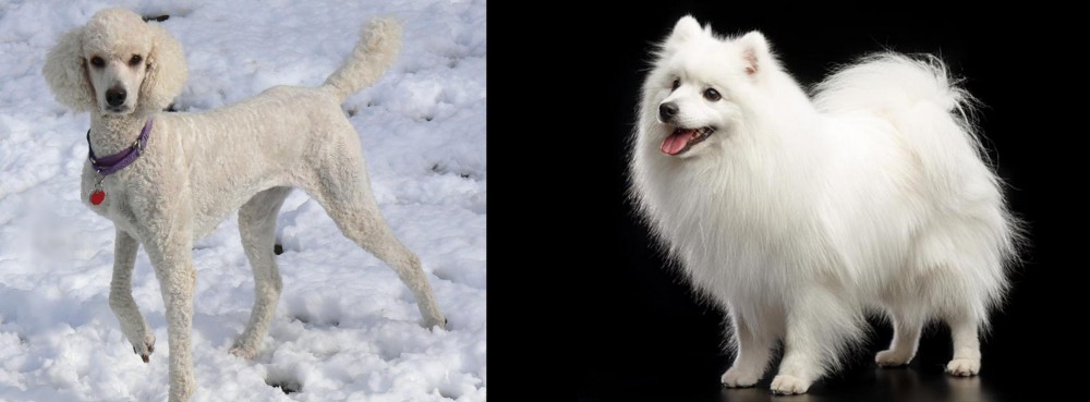 Japanese Spitz vs Poodle - Breed Comparison