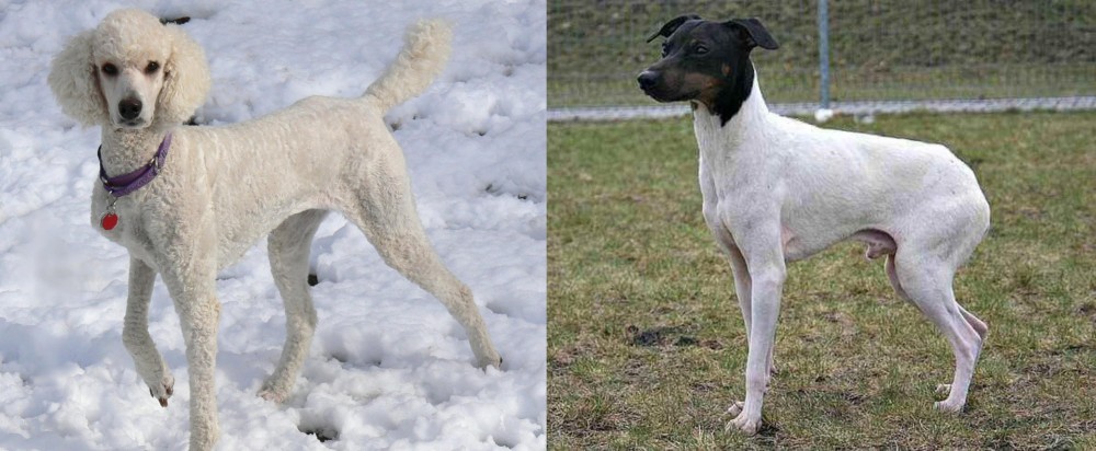Japanese Terrier vs Poodle - Breed Comparison