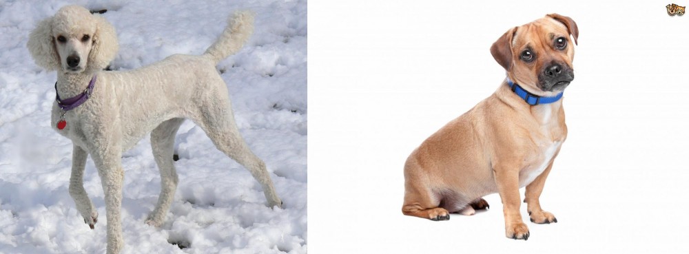 Jug vs Poodle - Breed Comparison