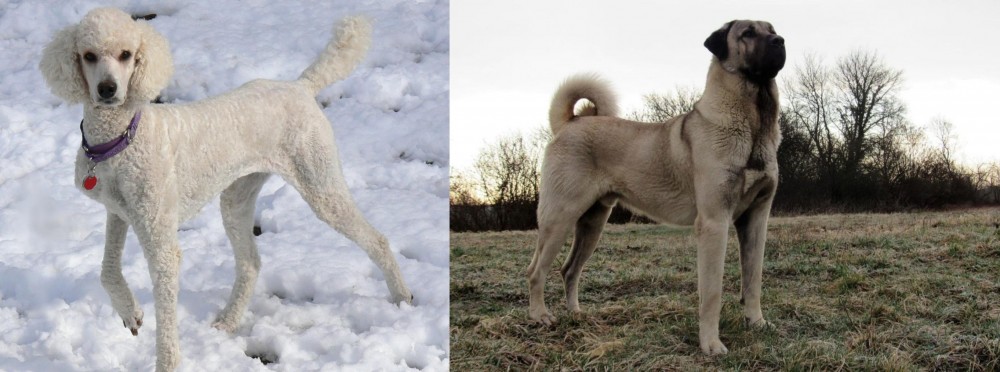 Kangal Dog vs Poodle - Breed Comparison