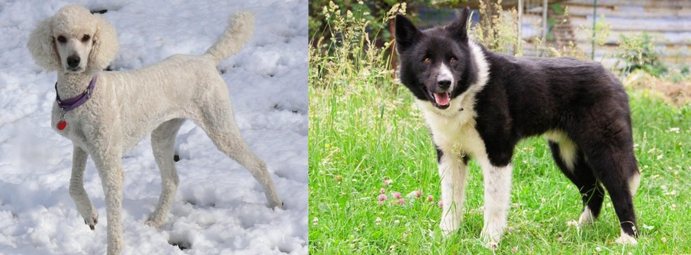 Karelian Bear Dog vs Poodle - Breed Comparison
