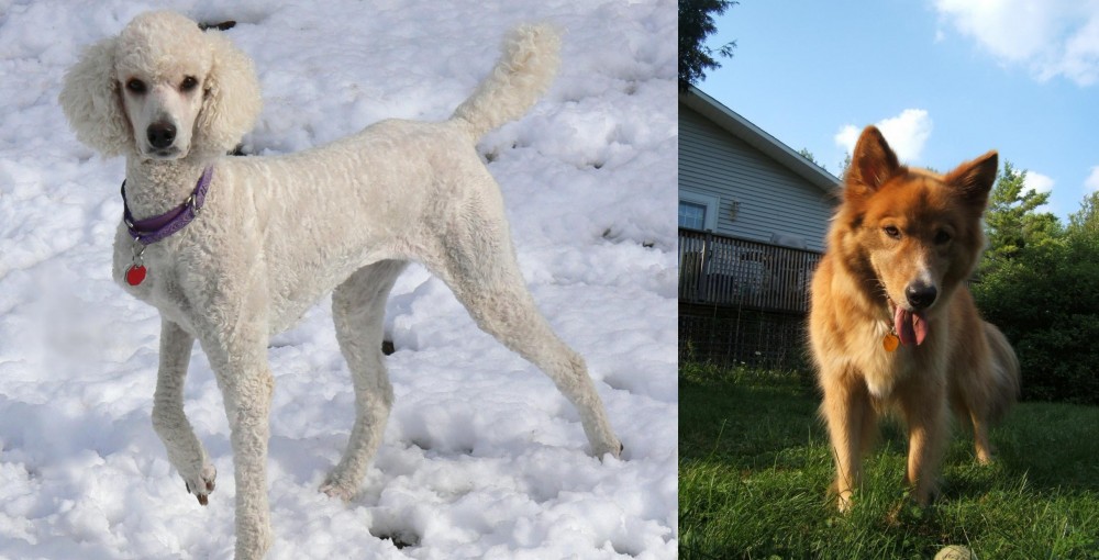 Karelo-Finnish Laika vs Poodle - Breed Comparison