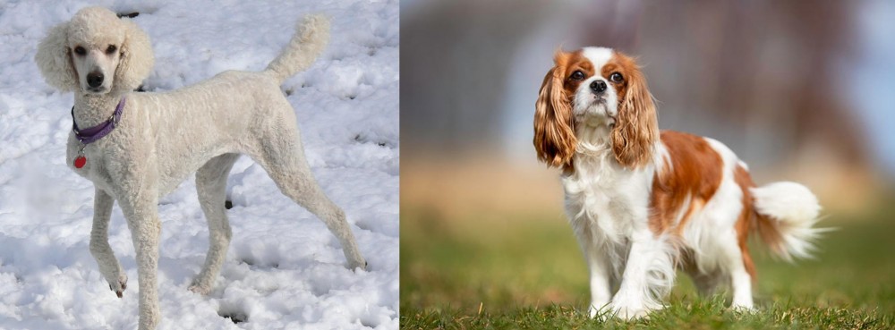 King Charles Spaniel vs Poodle - Breed Comparison