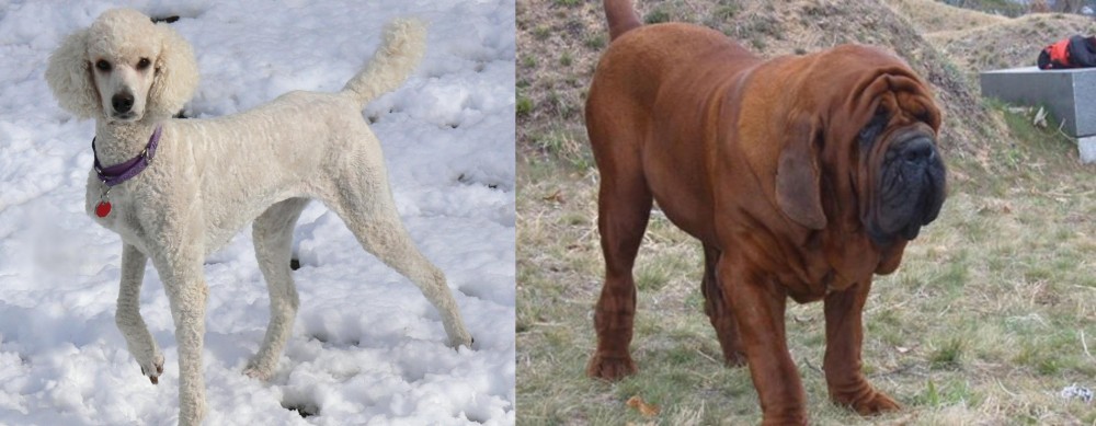 Korean Mastiff vs Poodle - Breed Comparison