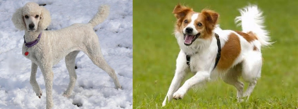 Kromfohrlander vs Poodle - Breed Comparison