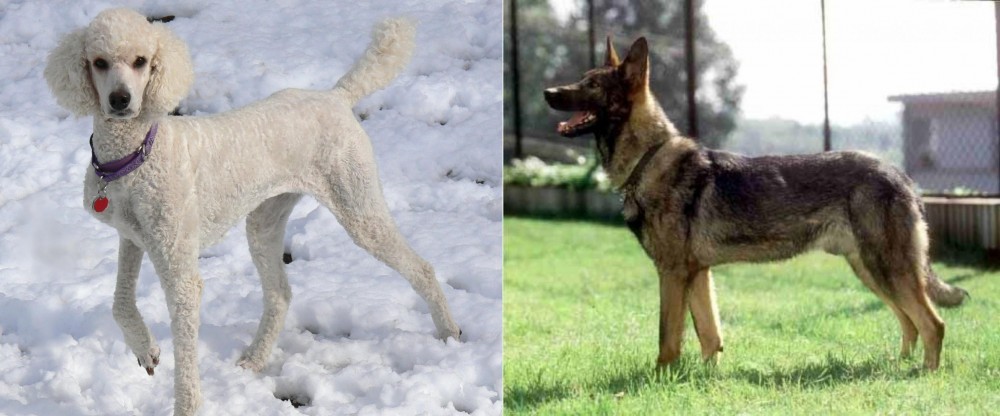 Kunming Dog vs Poodle - Breed Comparison