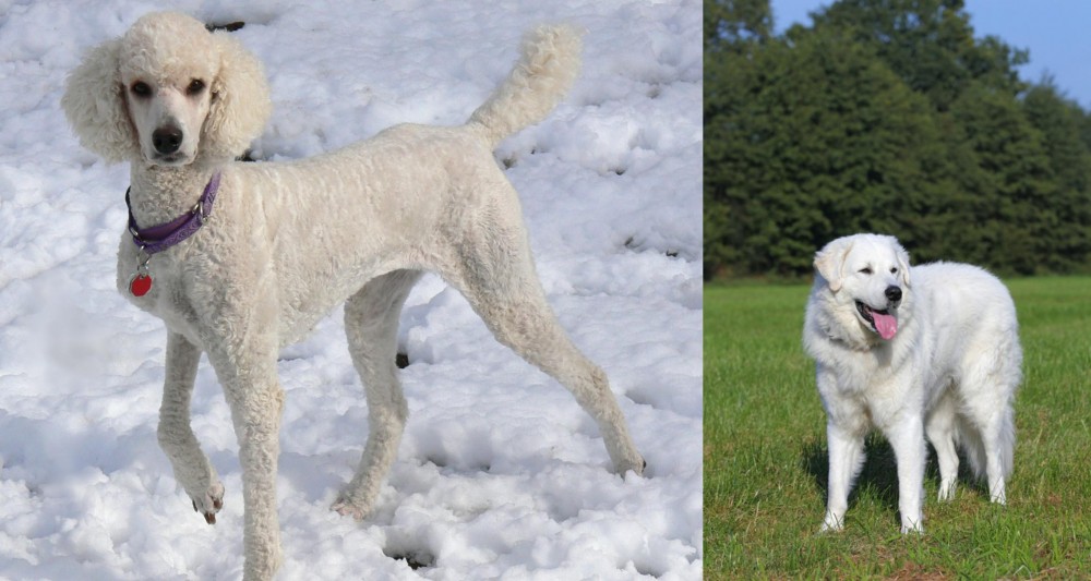 Kuvasz vs Poodle - Breed Comparison