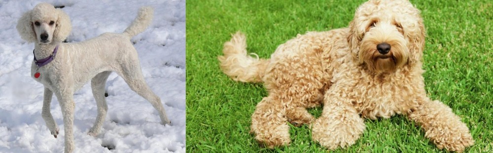 Labradoodle vs Poodle - Breed Comparison