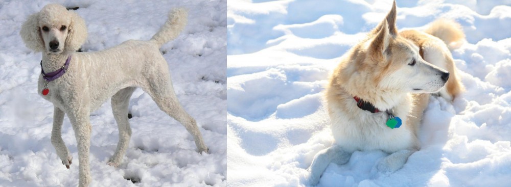 Labrador Husky vs Poodle - Breed Comparison