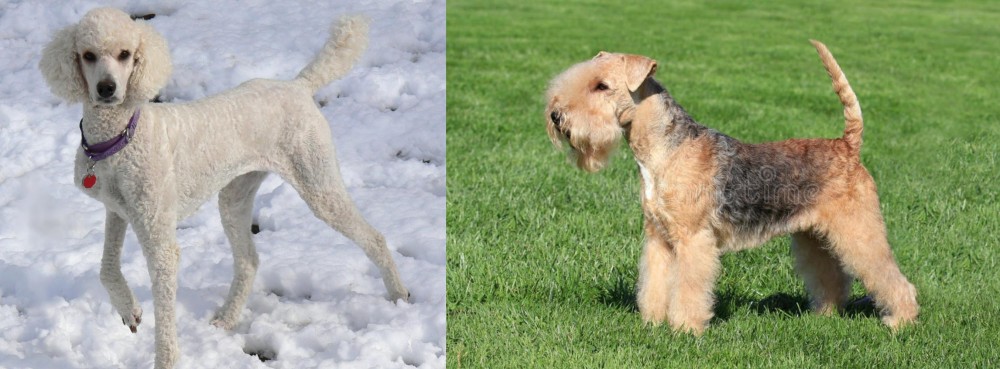 Lakeland Terrier vs Poodle - Breed Comparison