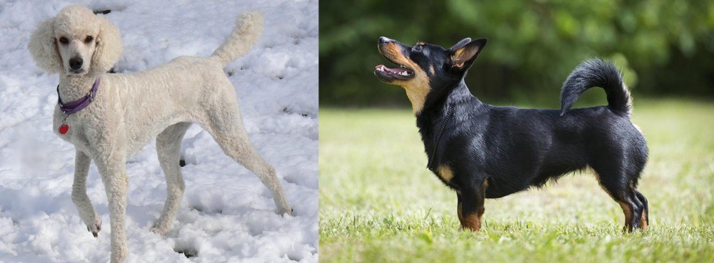 Lancashire Heeler vs Poodle - Breed Comparison
