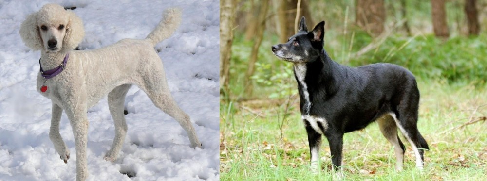 Lapponian Herder vs Poodle - Breed Comparison