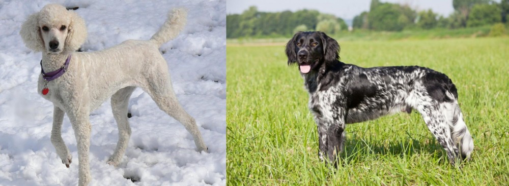 Large Munsterlander vs Poodle - Breed Comparison