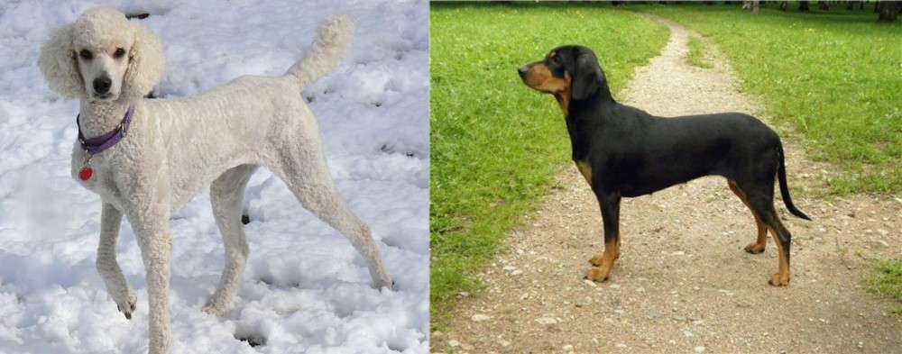 Latvian Hound vs Poodle - Breed Comparison
