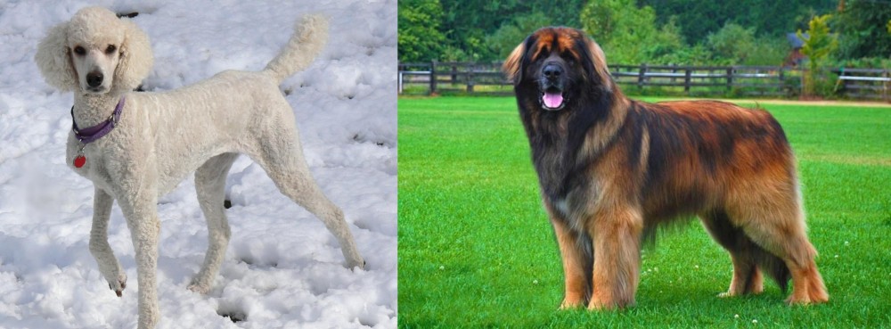 Leonberger vs Poodle - Breed Comparison