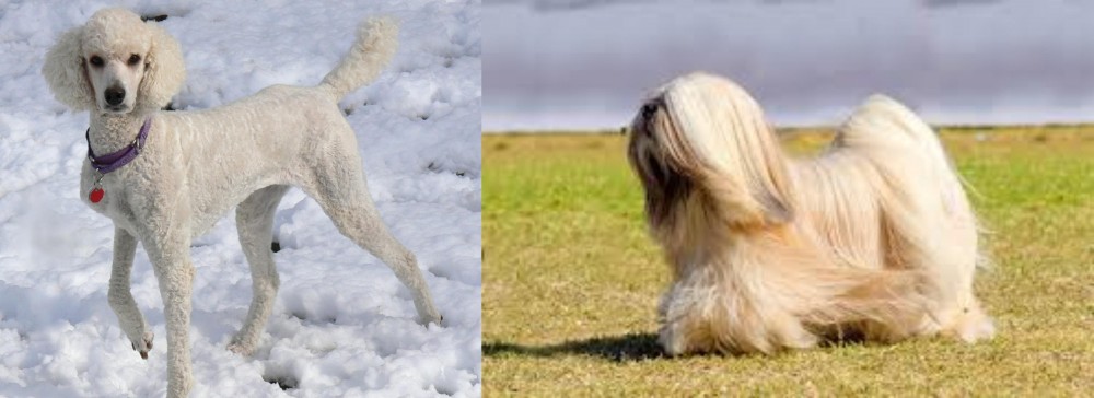 Lhasa Apso vs Poodle - Breed Comparison