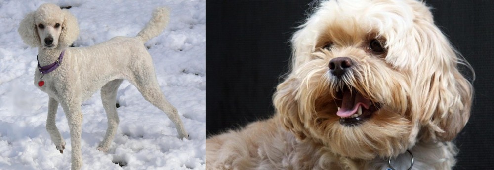 Lhasapoo vs Poodle - Breed Comparison