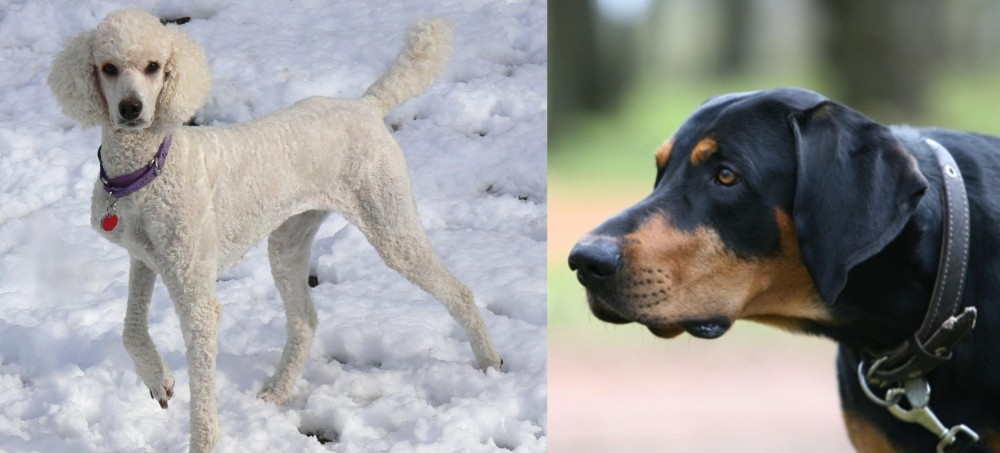 Lithuanian Hound vs Poodle - Breed Comparison