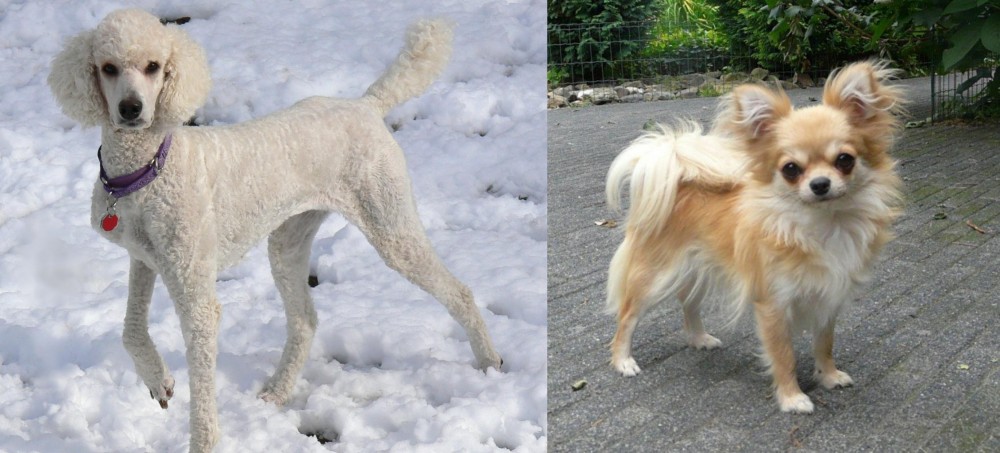 Long Haired Chihuahua vs Poodle - Breed Comparison
