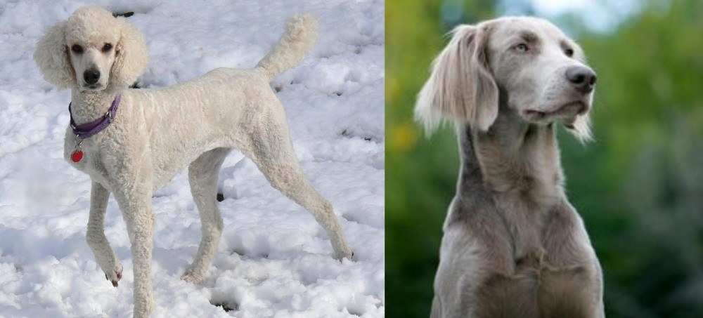 Longhaired Weimaraner vs Poodle - Breed Comparison