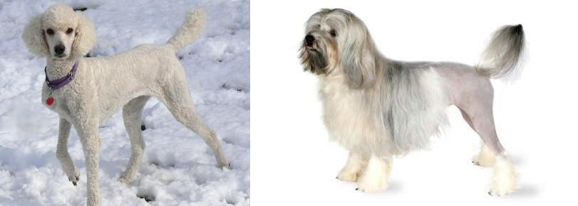 Lowchen vs Poodle - Breed Comparison