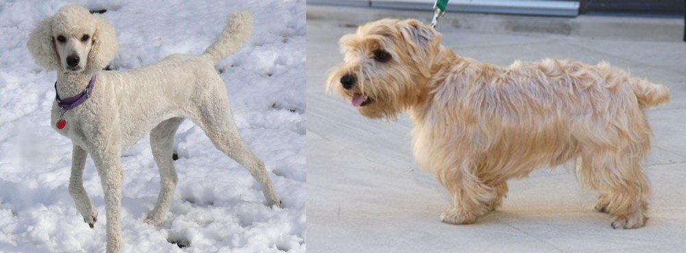Lucas Terrier vs Poodle - Breed Comparison