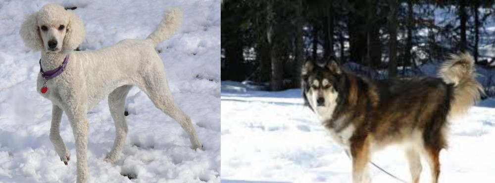 Mackenzie River Husky vs Poodle - Breed Comparison