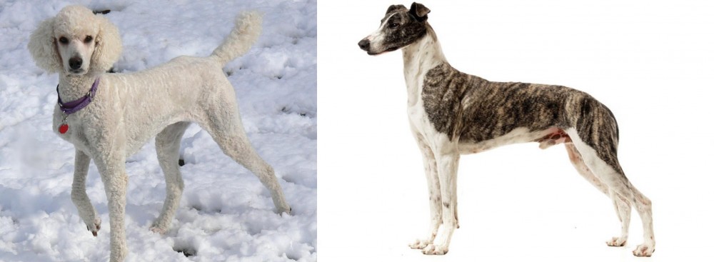 Magyar Agar vs Poodle - Breed Comparison