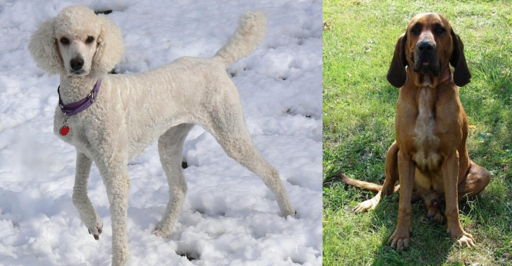 Majestic Tree Hound vs Poodle - Breed Comparison