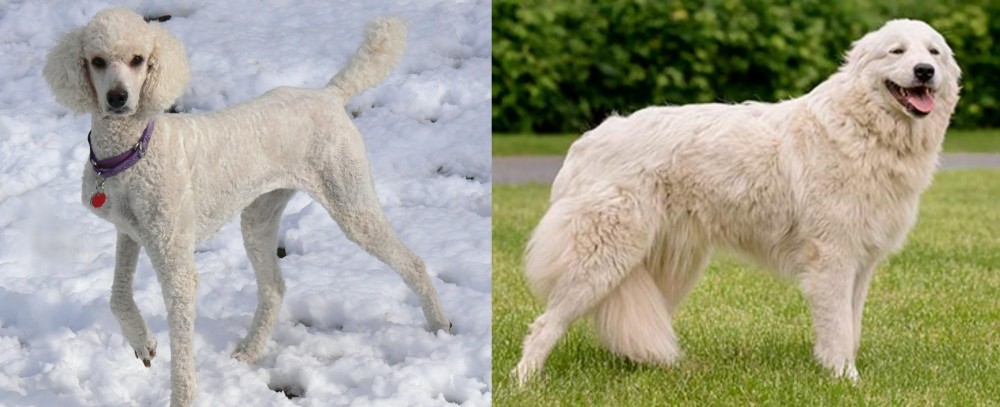 Maremma Sheepdog vs Poodle - Breed Comparison