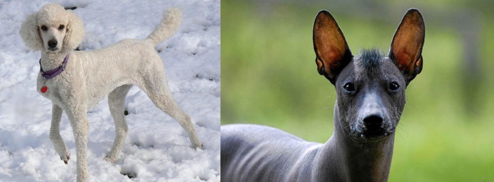 Mexican Hairless vs Poodle - Breed Comparison