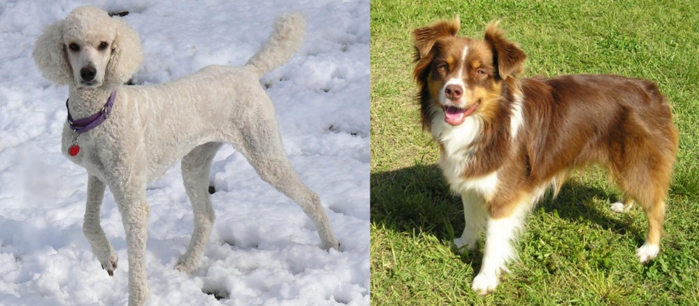 Miniature Australian Shepherd vs Poodle - Breed Comparison