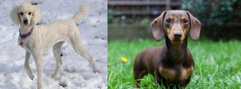 Miniature Dachshund vs Poodle - Breed Comparison