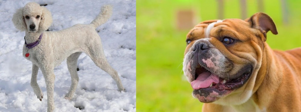 Miniature English Bulldog vs Poodle - Breed Comparison