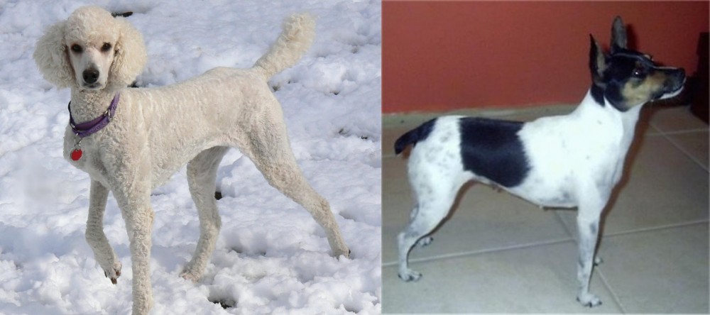 Miniature Fox Terrier vs Poodle - Breed Comparison