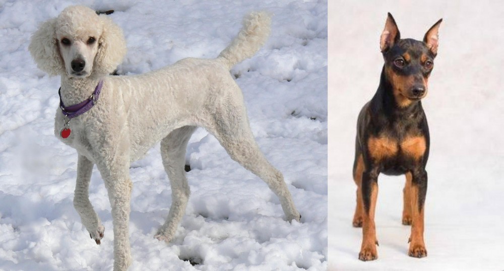 Miniature Pinscher vs Poodle - Breed Comparison