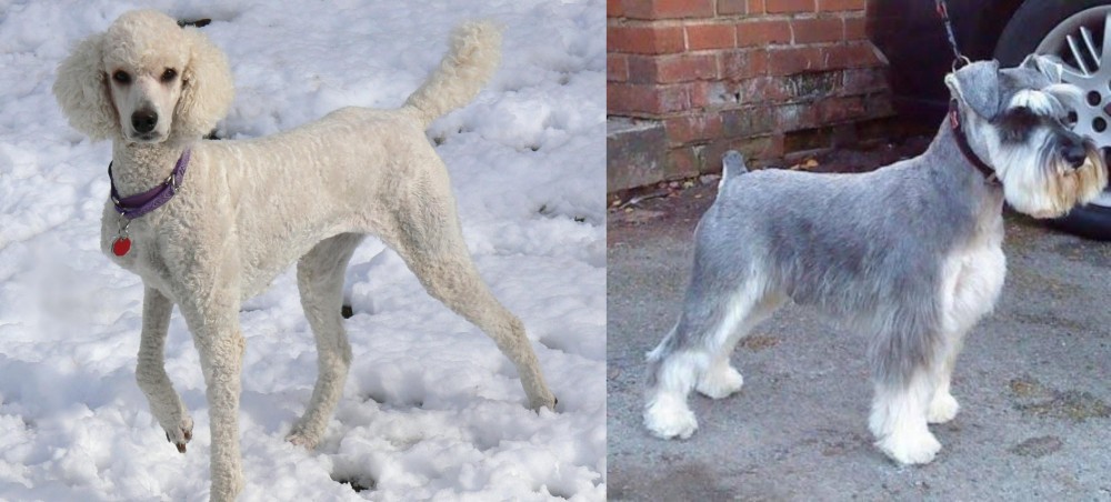 Miniature Schnauzer vs Poodle - Breed Comparison