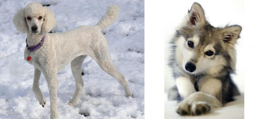 Miniature Siberian Husky vs Poodle - Breed Comparison