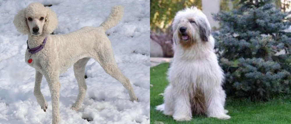 Mioritic Sheepdog vs Poodle - Breed Comparison