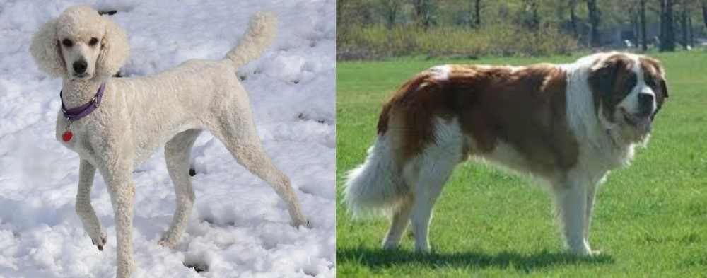 Moscow Watchdog vs Poodle - Breed Comparison