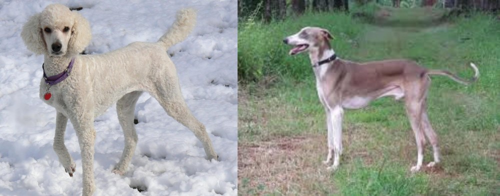 Mudhol Hound vs Poodle - Breed Comparison