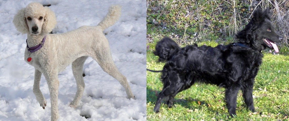 Mudi vs Poodle - Breed Comparison